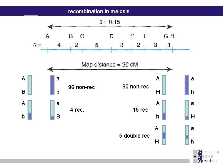 recombination in meiosis A a B b A a 96 non-rec 4 rec. b