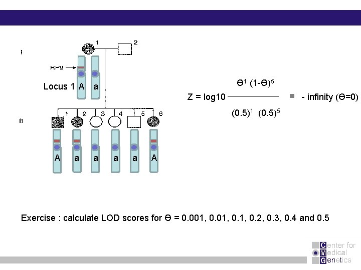 Ɵ 1 (1 -Ɵ)5 Locus 1 A a = - infinity (Ɵ=0) Z =