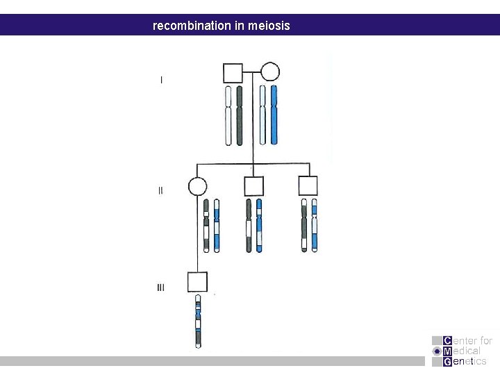 recombination in meiosis 