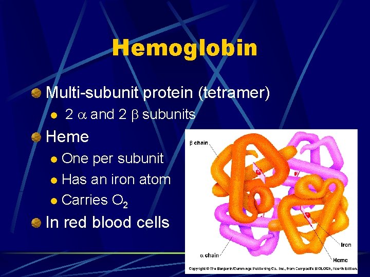 Hemoglobin Multi-subunit protein (tetramer) l 2 and 2 subunits Heme One per subunit l Hemoglobin Multi-subunit protein (tetramer) l 2 and 2 subunits Heme One per subunit l