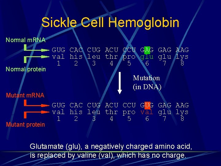 Sickle Cell Hemoglobin Normal m. RNA Normal protein GUG CAC CUG ACU CCU GAG Sickle Cell Hemoglobin Normal m. RNA Normal protein GUG CAC CUG ACU CCU GAG