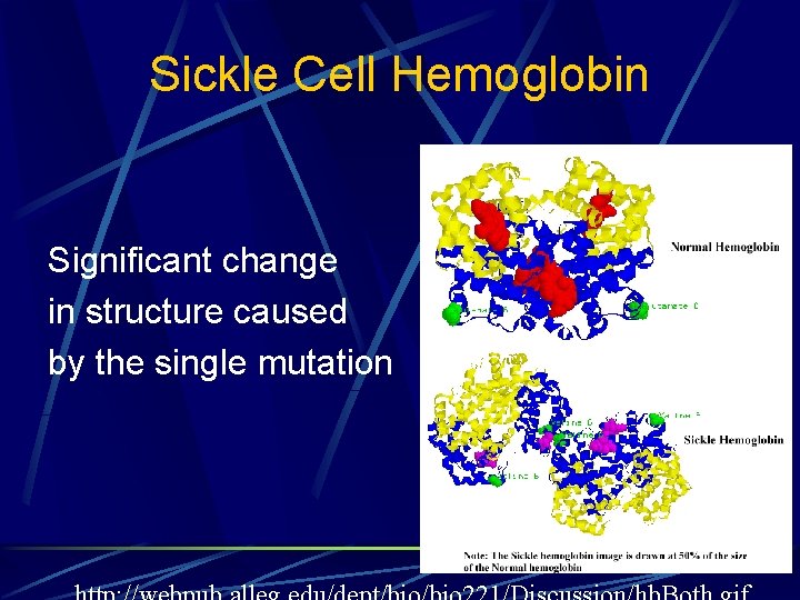 Sickle Cell Hemoglobin Significant change in structure caused by the single mutation Sickle Cell Hemoglobin Significant change in structure caused by the single mutation