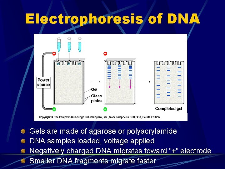 Electrophoresis of DNA Gels are made of agarose or polyacrylamide DNA samples loaded, voltage Electrophoresis of DNA Gels are made of agarose or polyacrylamide DNA samples loaded, voltage