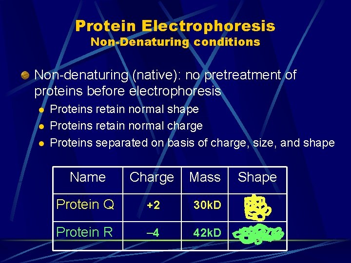 Protein Electrophoresis Non-Denaturing conditions Non-denaturing (native): no pretreatment of proteins before electrophoresis l l Protein Electrophoresis Non-Denaturing conditions Non-denaturing (native): no pretreatment of proteins before electrophoresis l l