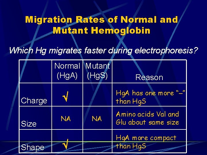 Migration Rates of Normal and Mutant Hemoglobin Which Hg migrates faster during electrophoresis? Normal Migration Rates of Normal and Mutant Hemoglobin Which Hg migrates faster during electrophoresis? Normal