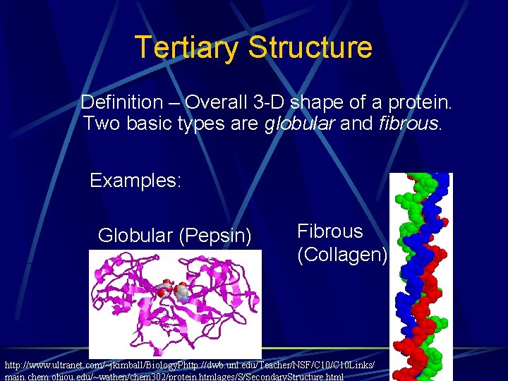 Tertiary Structure Definition – Overall 3 -D shape of a protein. Two basic types Tertiary Structure Definition – Overall 3 -D shape of a protein. Two basic types