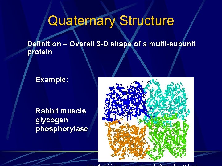 Quaternary Structure Definition – Overall 3 -D shape of a multi-subunit protein Example: Rabbit Quaternary Structure Definition – Overall 3 -D shape of a multi-subunit protein Example: Rabbit