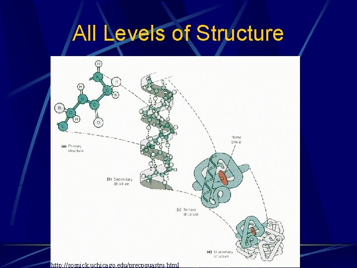 All Levels of Structure http: //sosnick. uchicago. edu/precpquastru. html All Levels of Structure http: //sosnick. uchicago. edu/precpquastru. html