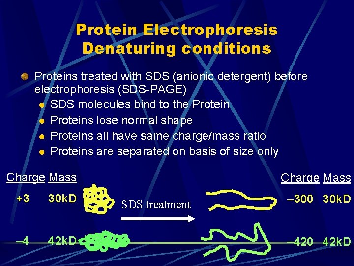 Protein Electrophoresis Denaturing conditions Proteins treated with SDS (anionic detergent) before electrophoresis (SDS-PAGE) l Protein Electrophoresis Denaturing conditions Proteins treated with SDS (anionic detergent) before electrophoresis (SDS-PAGE) l
