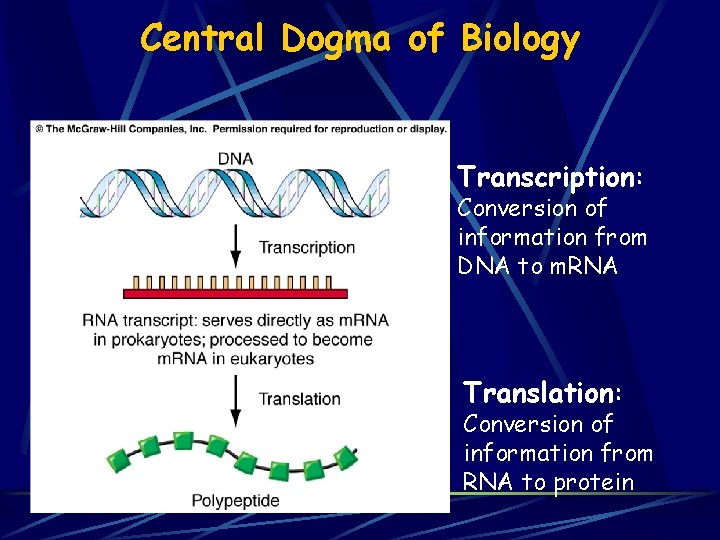 Central Dogma of Biology Transcription: Conversion of information from DNA to m. RNA Translation: Central Dogma of Biology Transcription: Conversion of information from DNA to m. RNA Translation: