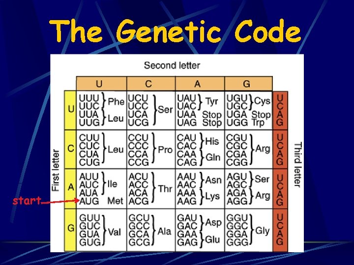 The Genetic Code start The Genetic Code start