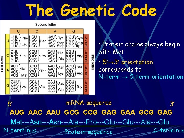 The Genetic Code • Protein chains always begin with Met • 5 3 orientation The Genetic Code • Protein chains always begin with Met • 5 3 orientation