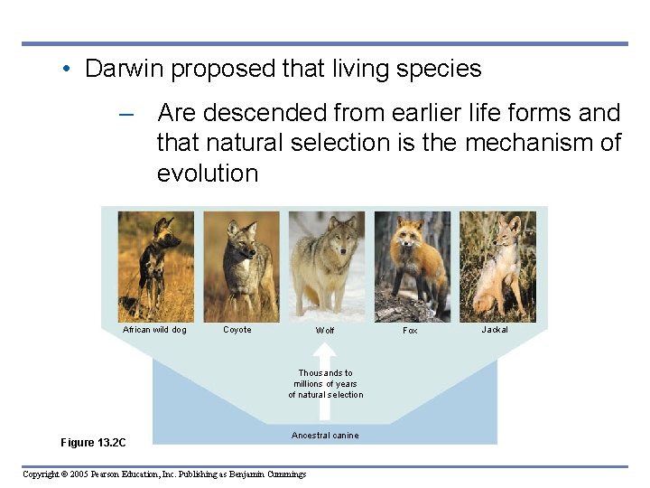  • Darwin proposed that living species – Are descended from earlier life forms