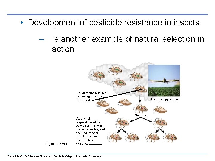  • Development of pesticide resistance in insects – Is another example of natural