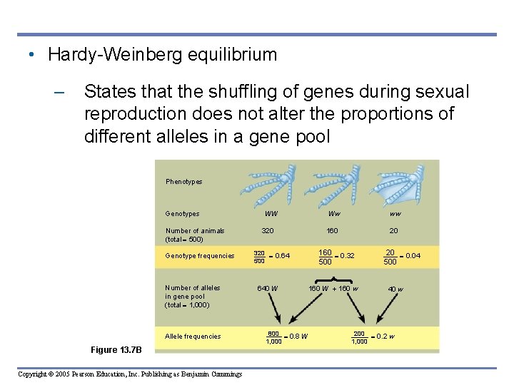  • Hardy-Weinberg equilibrium – States that the shuffling of genes during sexual reproduction