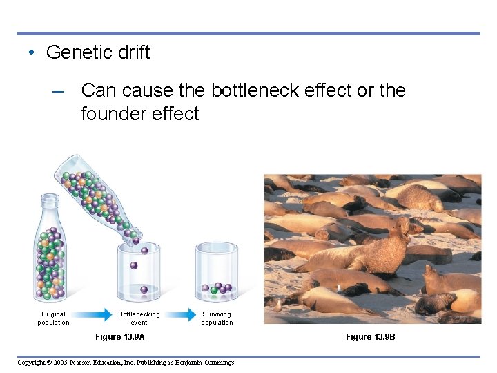  • Genetic drift – Can cause the bottleneck effect or the founder effect