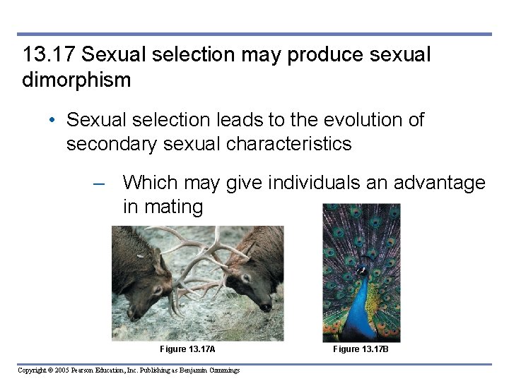 13. 17 Sexual selection may produce sexual dimorphism • Sexual selection leads to the