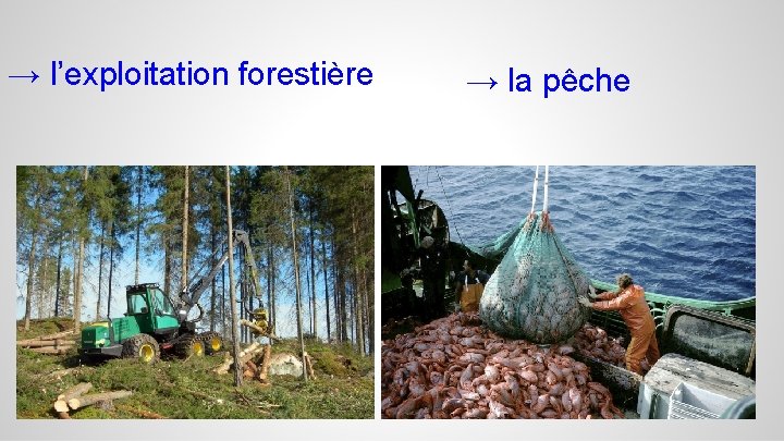 → l’exploitation forestière → la pêche 