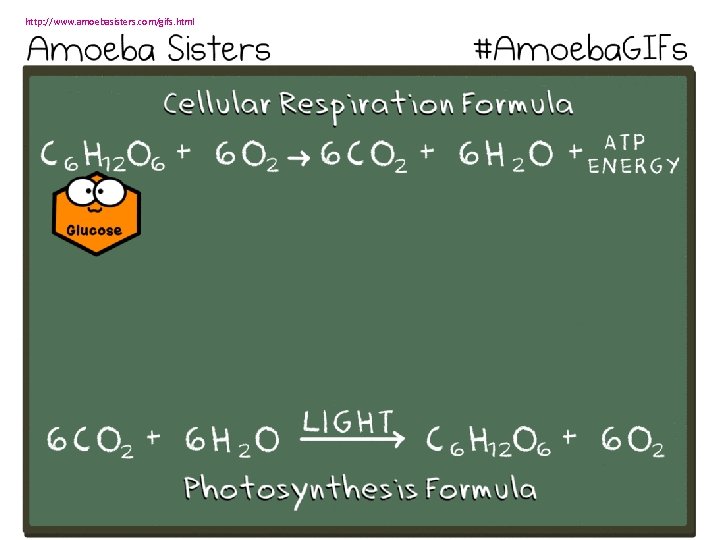 http: //www. amoebasisters. com/gifs. html 
