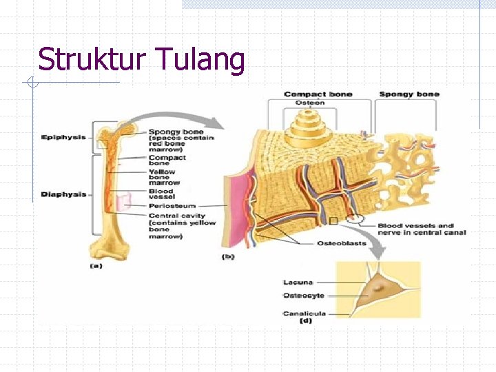 Struktur Tulang 