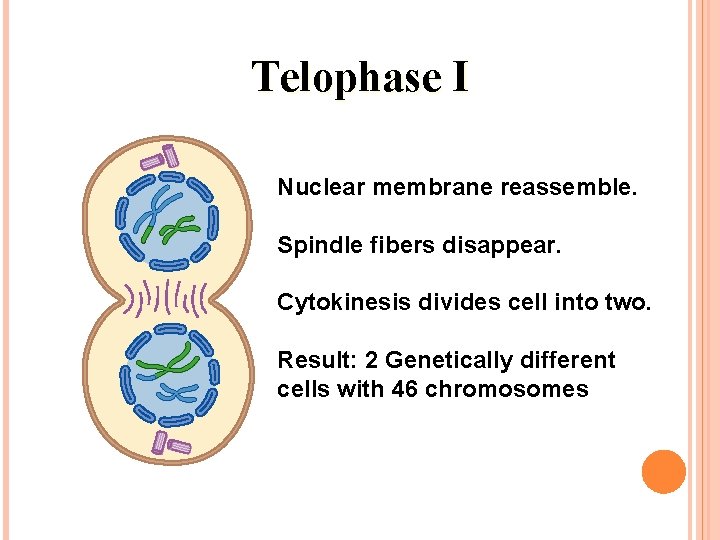 Telophase I Nuclear membrane reassemble. Spindle fibers disappear. Cytokinesis divides cell into two. Result:
