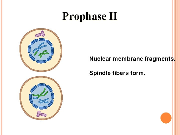 Prophase II Nuclear membrane fragments. Spindle fibers form. 