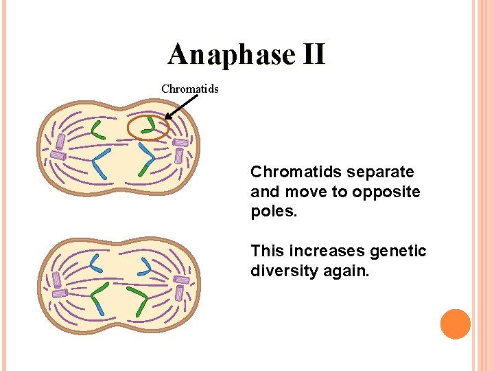 Anaphase II Chromatids separate and move to opposite poles. This increases genetic diversity again.