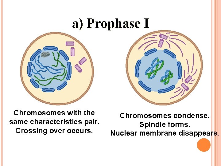 a) Prophase I Chromosomes with the same characteristics pair. Crossing over occurs. Chromosomes condense.