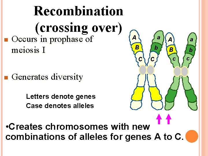 Recombination (crossing over) n Occurs in prophase of meiosis I a A B C