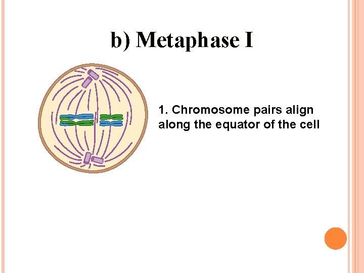 b) Metaphase I 1. Chromosome pairs align along the equator of the cell 