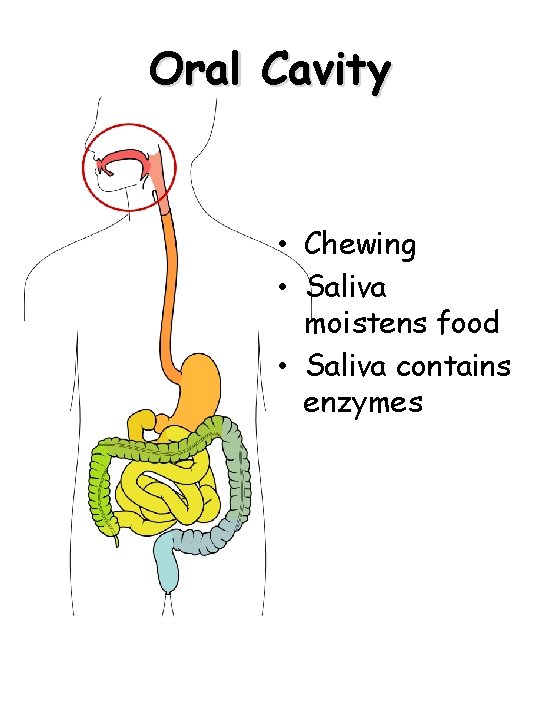 Oral Cavity • Chewing • Saliva moistens food • Saliva contains enzymes 