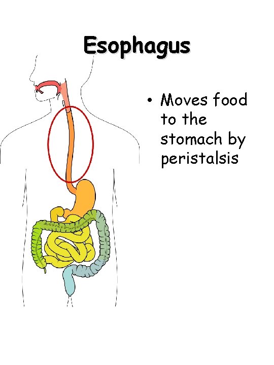 Esophagus • Moves food to the stomach by peristalsis 