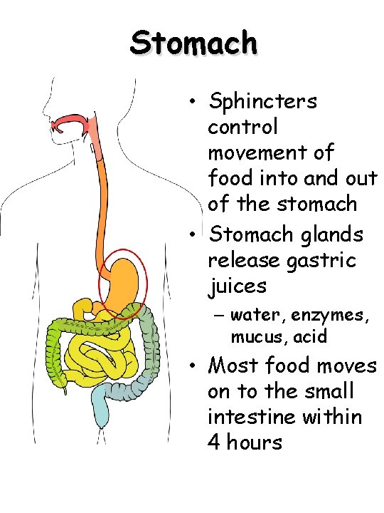 Stomach • Sphincters control movement of food into and out of the stomach •