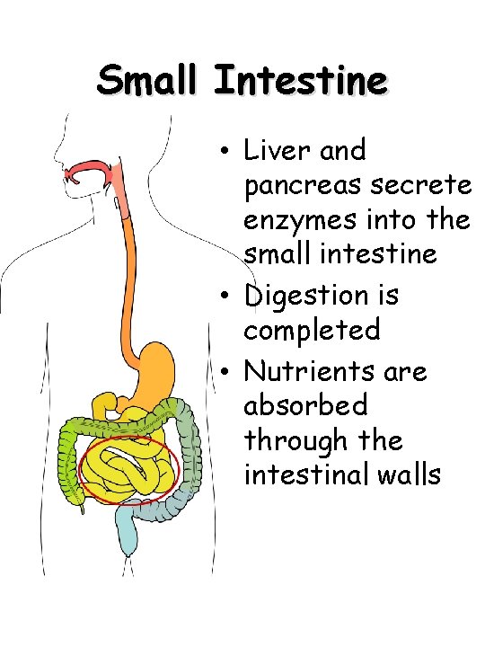 Small Intestine • Liver and pancreas secrete enzymes into the small intestine • Digestion