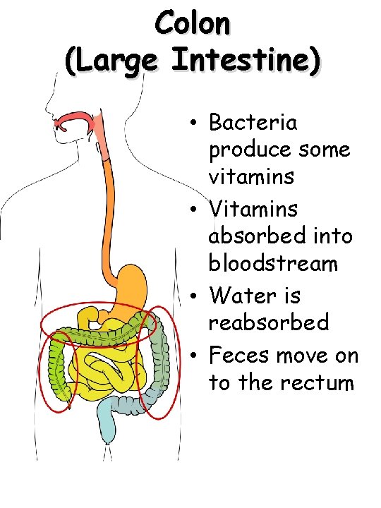 Colon (Large Intestine) • Bacteria produce some vitamins • Vitamins absorbed into bloodstream •