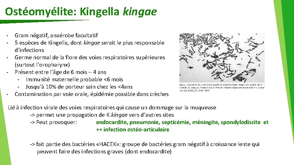 Ostéomyélite: Kingella kingae - Gram négatif, anaérobe facultatif 5 espèces de Kingella, dont kingae