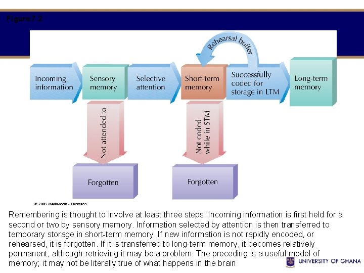 Figure 7. 2 Remembering is thought to involve at least three steps. Incoming information Figure 7. 2 Remembering is thought to involve at least three steps. Incoming information