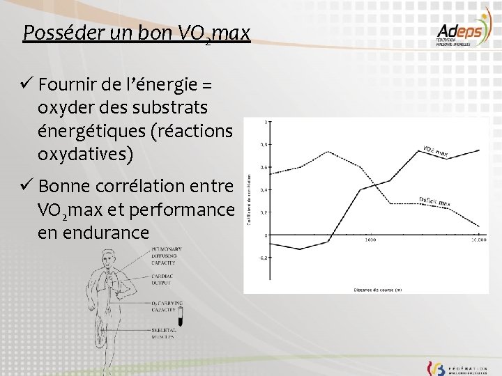 Posséder un bon VO 2 max ü Fournir de l’énergie = oxyder des substrats