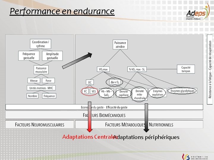 Performance en endurance Adaptations Centrales Adaptations périphériques 