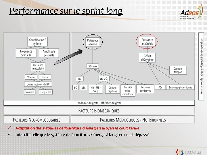 Performance sur le sprint long ü Adaptation des systèmes de fourniture d’énergie à moyen