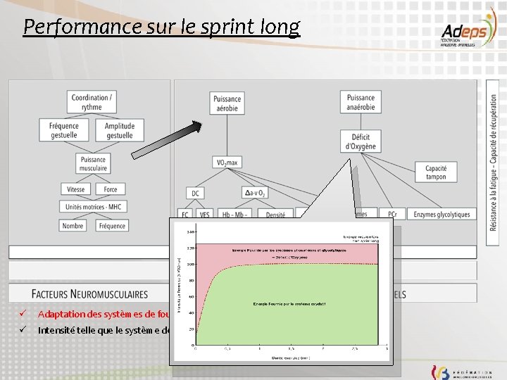 Performance sur le sprint long ü Adaptation des systèmes de fourniture d’énergie à moyen