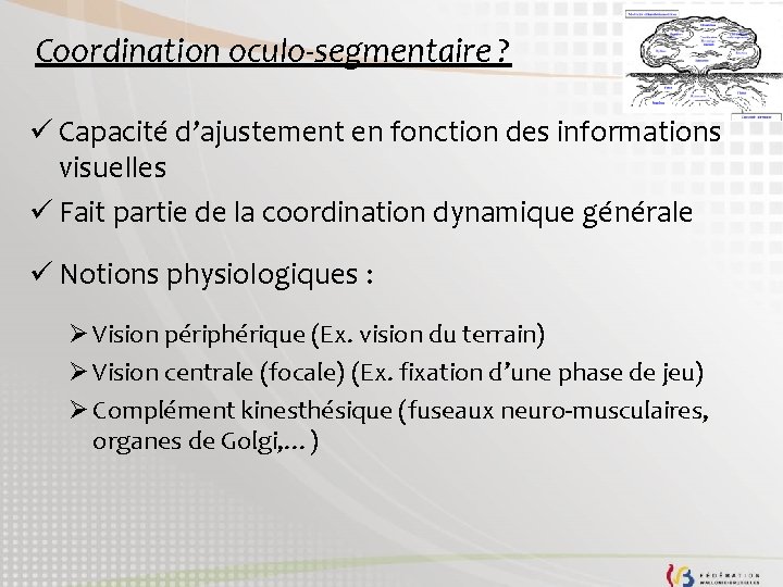 Coordination oculo-segmentaire ? ü Capacité d’ajustement en fonction des informations visuelles ü Fait partie