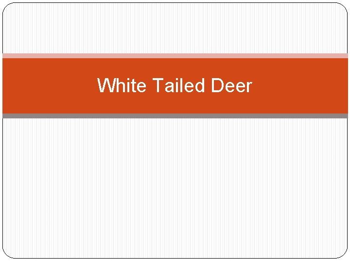 White Tailed Deer 