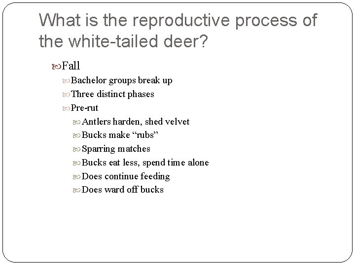 What is the reproductive process of the white-tailed deer? Fall Bachelor groups break up