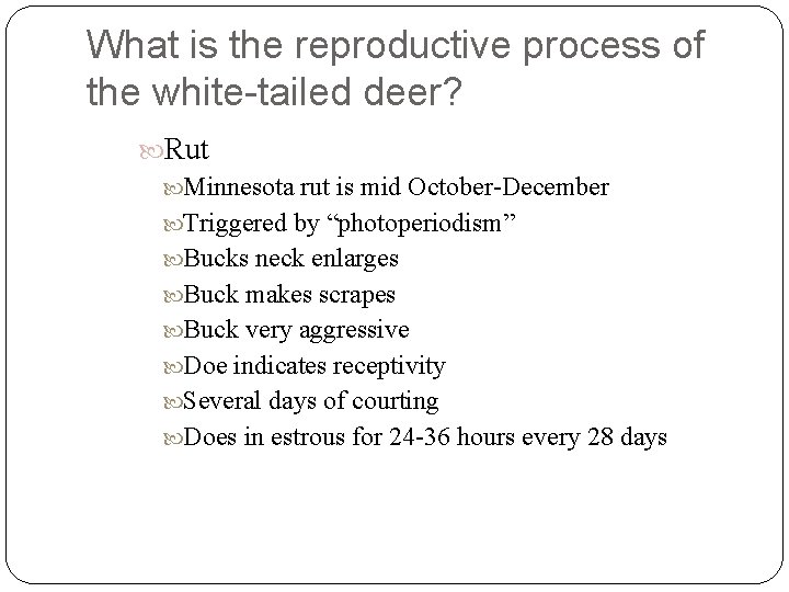 What is the reproductive process of the white-tailed deer? Rut Minnesota rut is mid