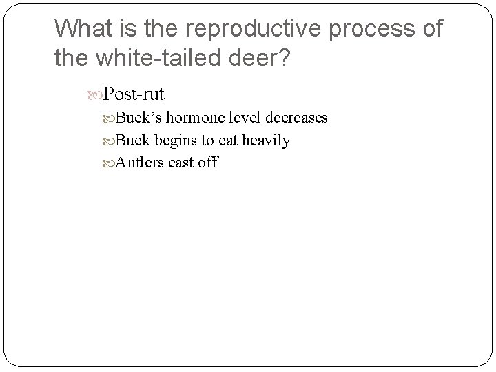 What is the reproductive process of the white-tailed deer? Post-rut Buck’s hormone level decreases