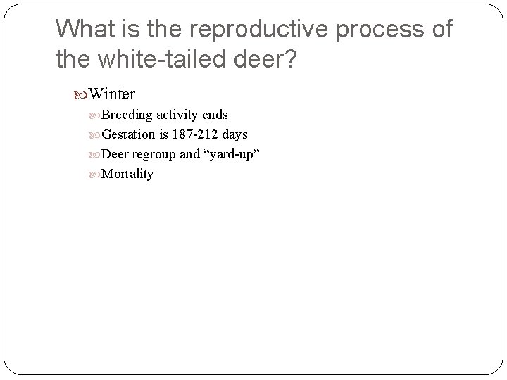 What is the reproductive process of the white-tailed deer? Winter Breeding activity ends Gestation