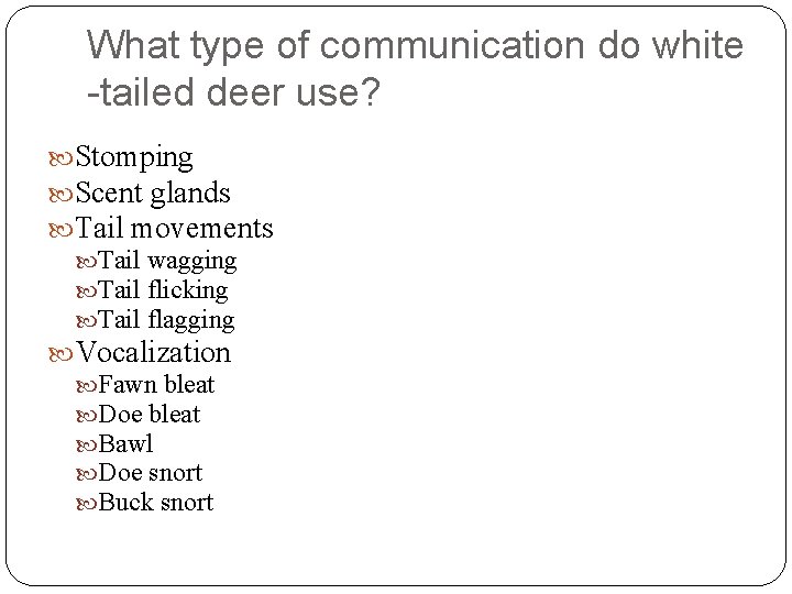What type of communication do white -tailed deer use? Stomping Scent glands Tail movements