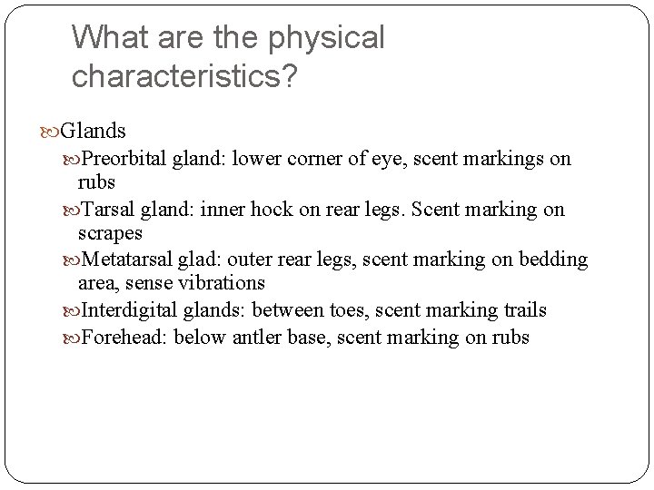 What are the physical characteristics? Glands Preorbital gland: lower corner of eye, scent markings