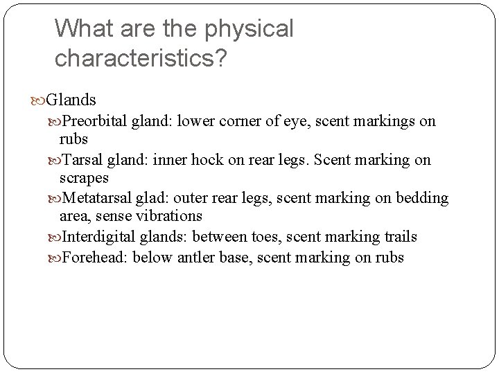 What are the physical characteristics? Glands Preorbital gland: lower corner of eye, scent markings